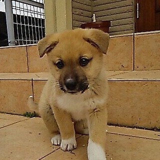 仔犬らしい可愛いい前田くん！ニカ月