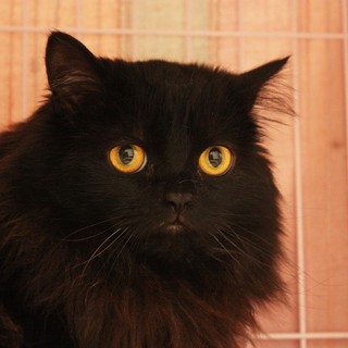 喜久丸♂ラガマフィン2匹の優しい飼い主さん募集中♪