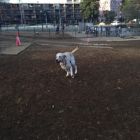 バディ