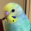 セキセイインコ幼鳥