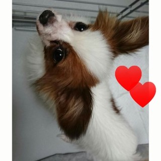 パピヨン女の子もうすぐ1歳です。