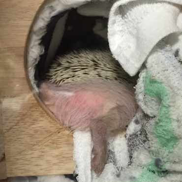 ハリけつ