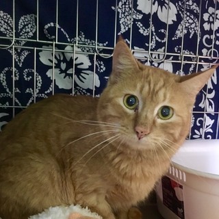 とてもおぼこい顔のきなこ君♡