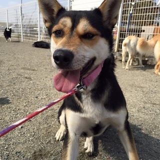 カイちゃんのずっとの家族募集中！