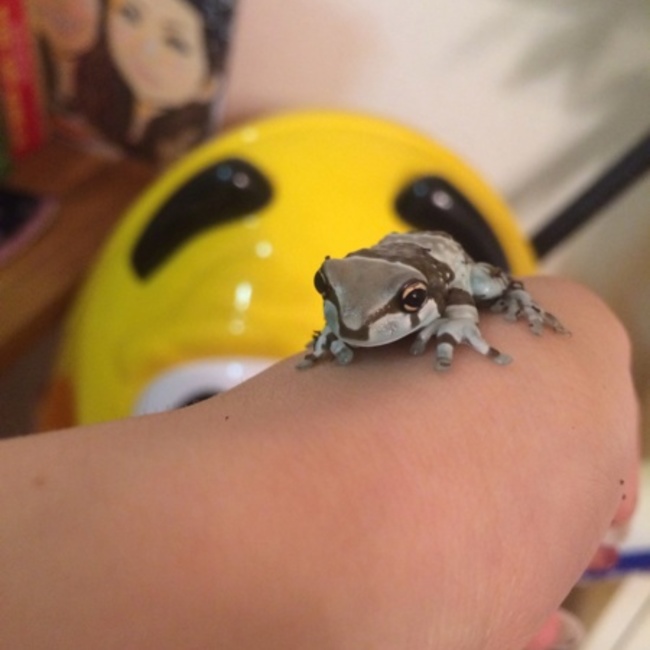 Chaso.のカバー写真