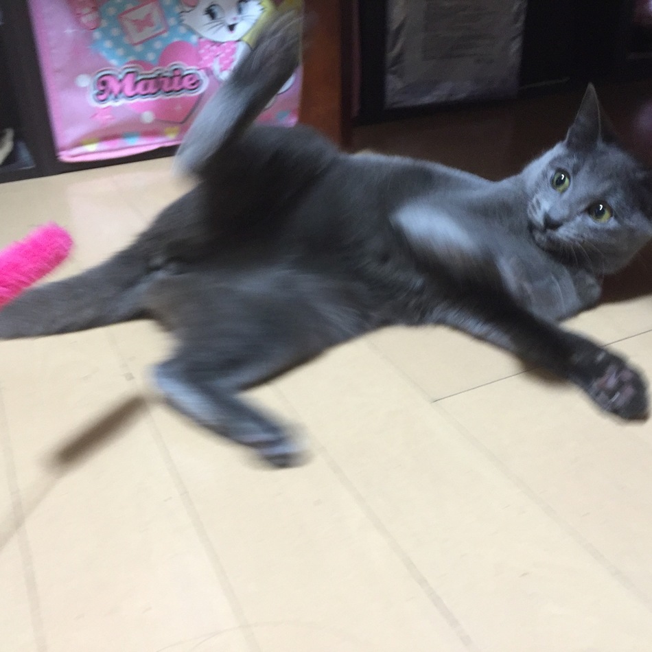マリアのカバー写真