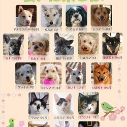 ティアハイムオープンシェルター里親会 サムネイル2