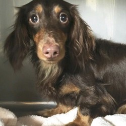 ティアハイムオープンシェルター里親会 サムネイル1