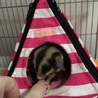 ちきぼ
