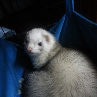 里親決定しました。有難うございます。