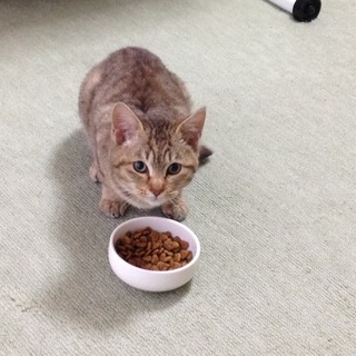 元気いっぱいなキジトラの女の子