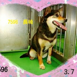 里親さまが決まりました　ありがとうございました