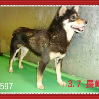 里親さまが決まりました　ありがとうございました