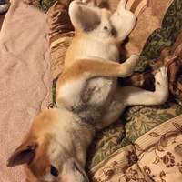 鵜飼　小太郎