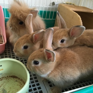 新しい家族決まりました。ありがとうございます。