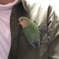 コザクラインコの雛