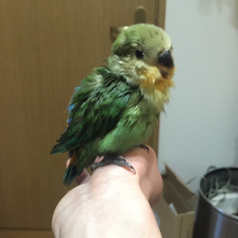 コザクラインコの雛のカバー写真