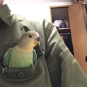 コザクラインコの雛
