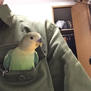 コザクラインコの雛