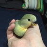 コザクラインコの雛 サムネイル3