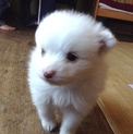 ポメラニアンの雑種 現在一ヶ月程 子犬