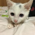 半年以上一年未満白猫ちゃん里親募集