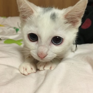 半年以上一年未満白猫ちゃん里親募集