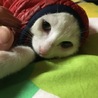 半年以上一年未満白猫ちゃん里親募集 サムネイル2