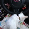 半年以上一年未満白猫ちゃん里親募集 サムネイル3