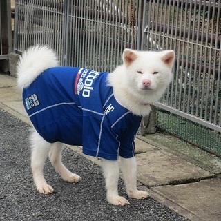 ありがとうございました！人懐こい小さな白秋田犬