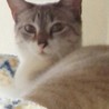 すてねこ支援にゃお(保護活動者)