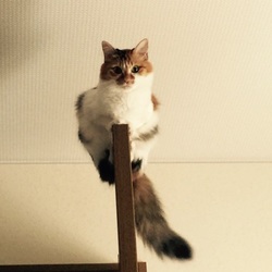 猫バスのつもり？コワいよ！！