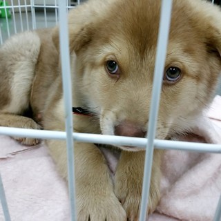 ハスキーMIX？モコモコつばきちゃん