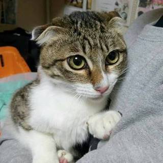 耳折れスコティッシュホールド