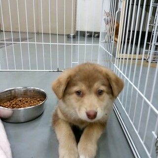 控えめなあんずちゃん、トライアル中です！