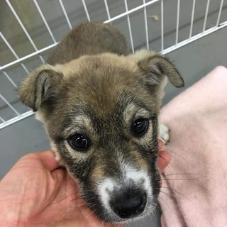 倉敷名物？メガネわんこのきしのすけ君