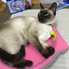 エル