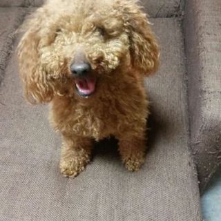オスのレッドトイプードル　