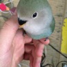しんけん！！