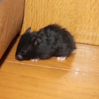 ゴールデンハムスター　長毛　サテン