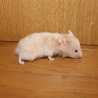 ゴールデンハムスター　長毛　サテン サムネイル2