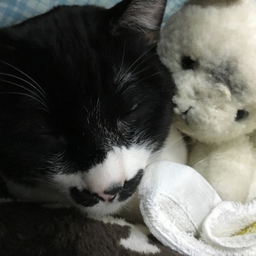 しろねこさんと