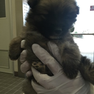 【決定】小さな甘えん坊♂☆