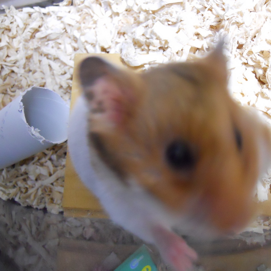ゆずのカバー写真