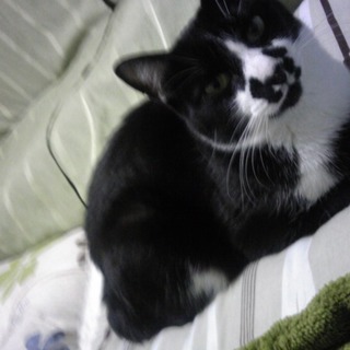 【お願いします】ちょっと気弱な4歳オス 去勢済