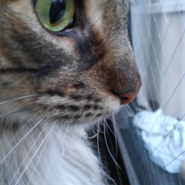 美ネコでしょ？