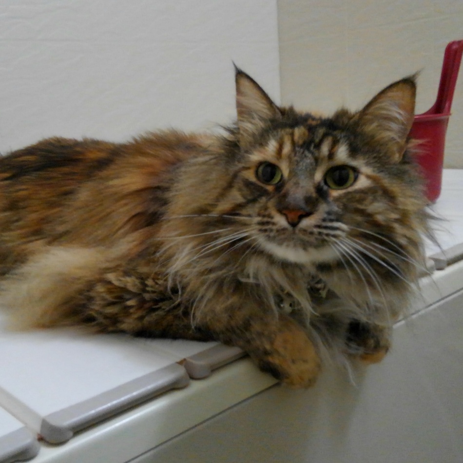 sarahのカバー写真