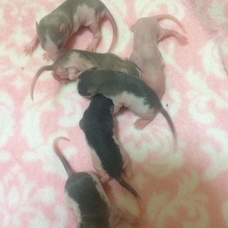 ハスキーラット 生後3月5日産まれ