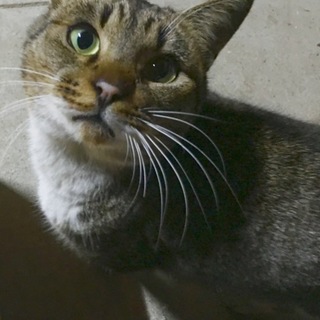 甘々すりすりの懐こい男の仔です。