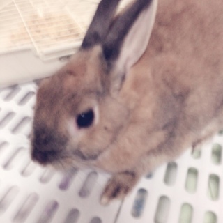 ドワーフ（雑種）1歳♀